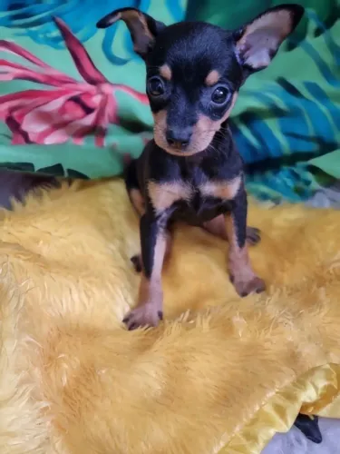 Pinscher zero filhotes dóceis e saudáveis
