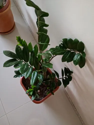 Planta zamiolculca 30 reais