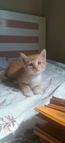 Doando gatinhos