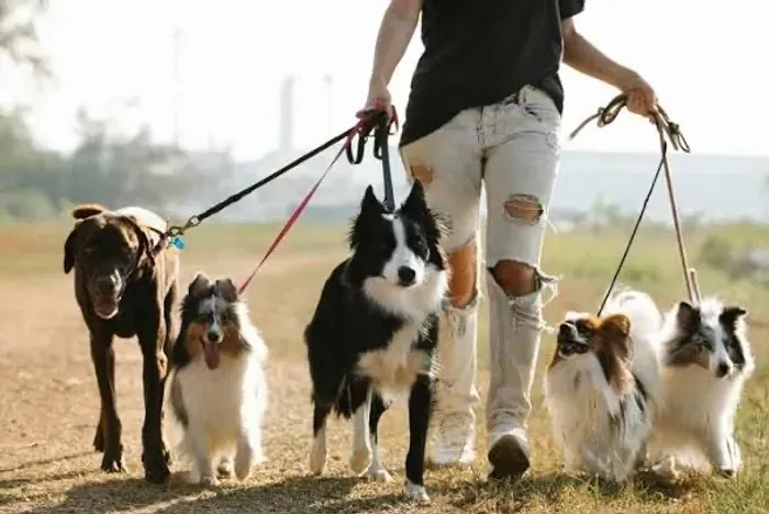 Passadora de cães -dog walker