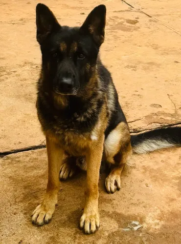 Lindos filhotes de Pastor Alemão