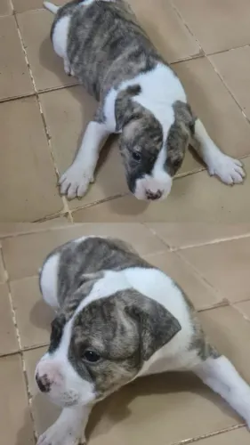 Pitmonster macho