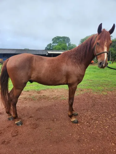 Cavalo Mangalarga alazão castrado registrado ABCCRM 