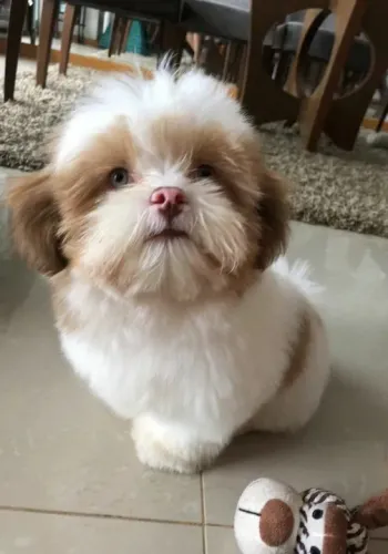 Shih Tzu Filhotes Nariz chocolate
