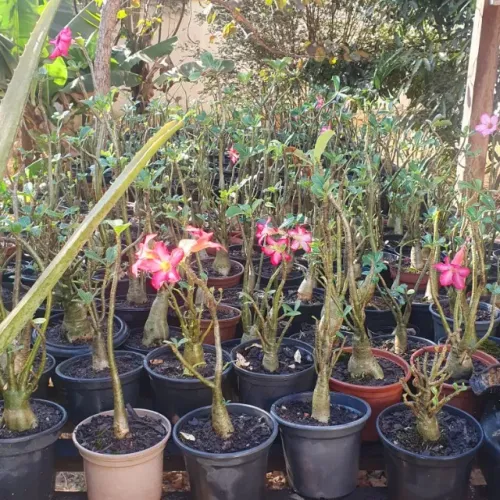 Rosa do Deserto.