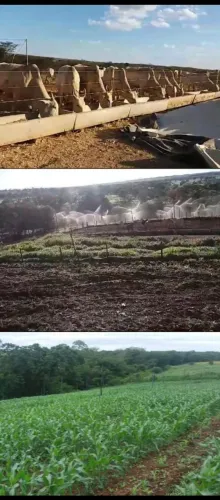 Área produtiva /agricultura /Pecuária .. 389.900.00