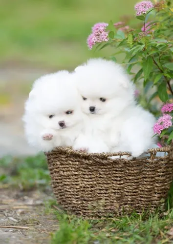 Filhotes de Spitz Alemão | Mais alegria pra dentro de casa!