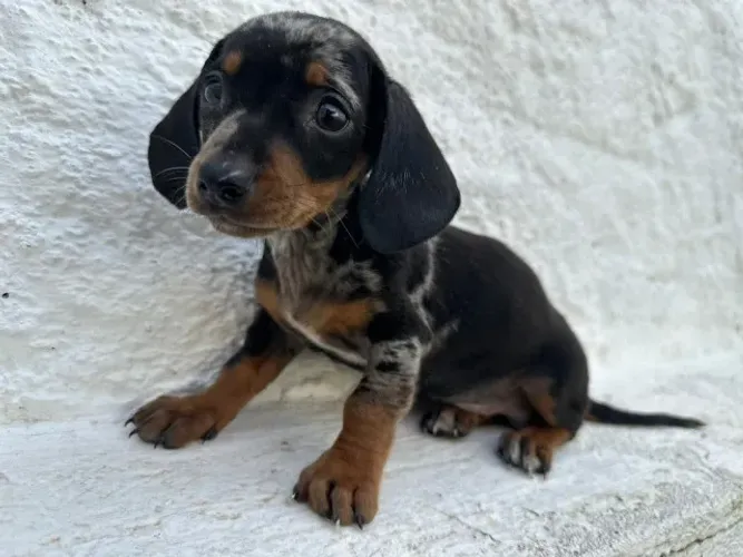 dachshund com 50 dias