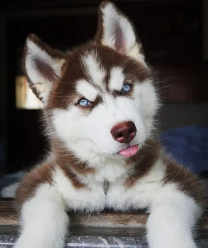 Husky Siberiano filhotes lobos prontos a uivar 