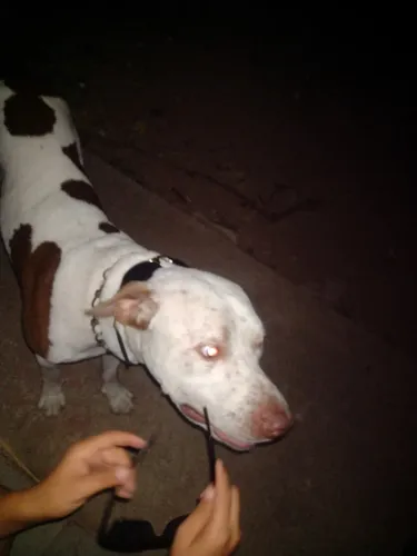 Doa-se cachorro Pitbull manso