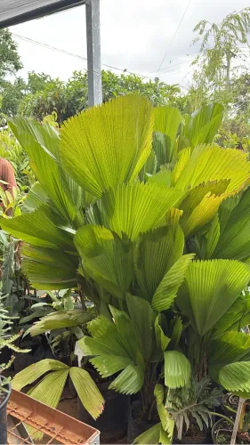 Palmeira Licuala 