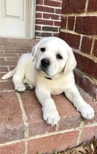 Labrador filhotes amor e carinho que não te solta 