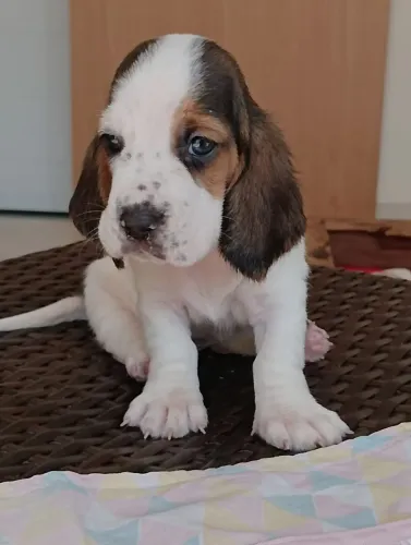 Basset Hound tricolor lindos