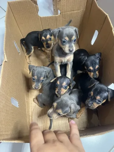 Filhotes de Pinscher 01