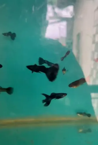 Guppy Moscou Black
