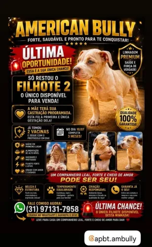 Cachorro americano bully 