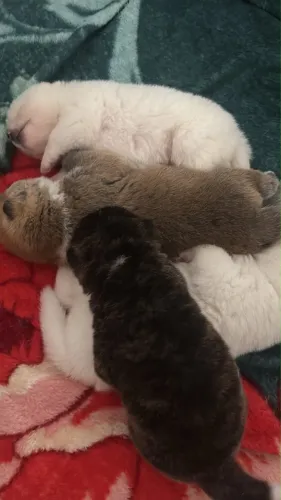 Akita Inu 