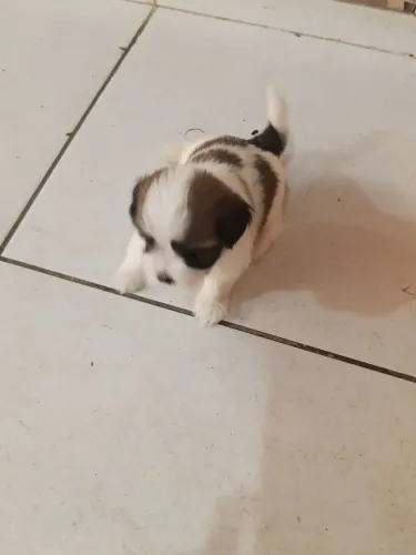 Shitzu 