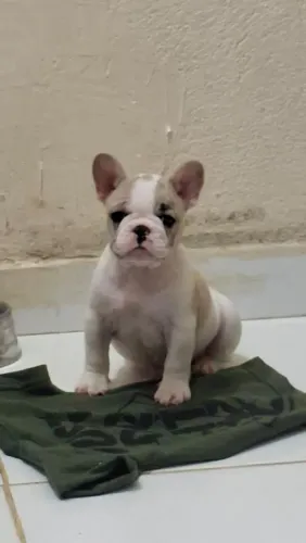 Filhote de buldogue francês macho