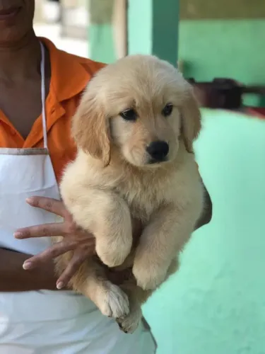 Golden retriever excelente procedencia