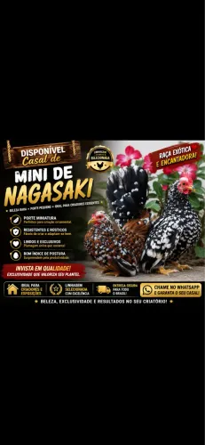 Vendo casal de mini Nagasaki