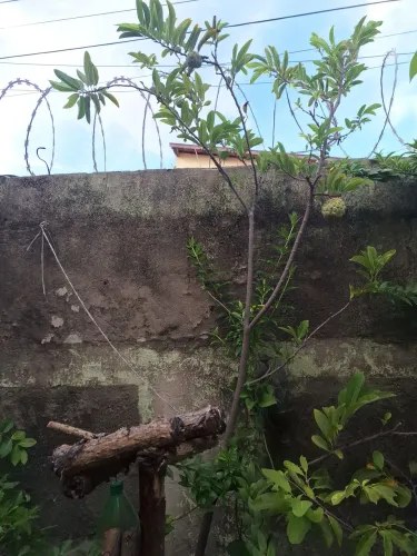 Muda grande de Ata (Pinha) 