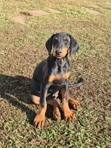 Filhotes de Doberman