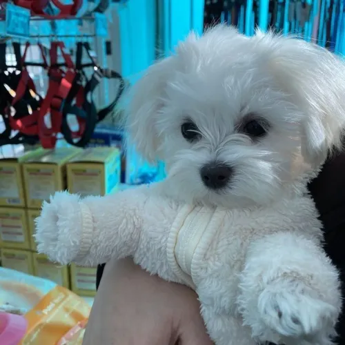 Maltês Um novo pet para compartilhar a vida