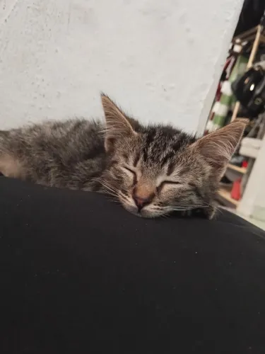 Gatinho filhote