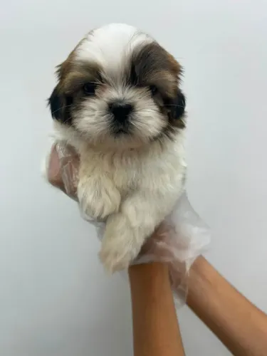 Filhote shih tzu, Seu novo melhor amigo está a um passo de você!