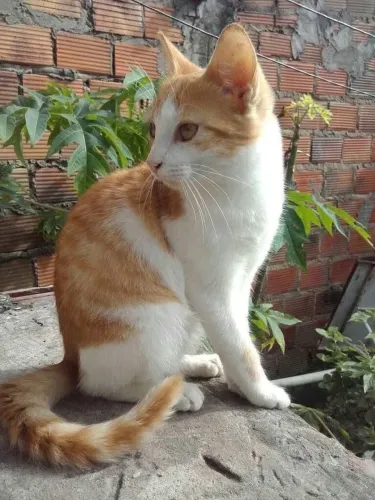 Gato adoção 