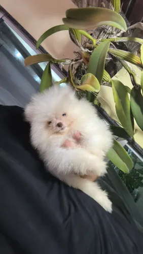 Lindo machinho importado poms 