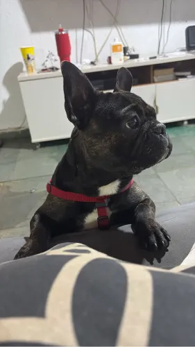 Bulldog francês 