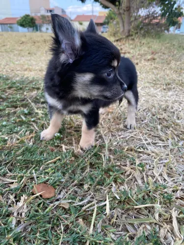 Fêmea de chihuahua filhote