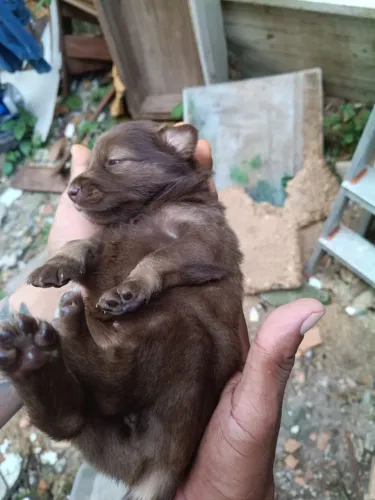 Lindos filhotes pra doação 