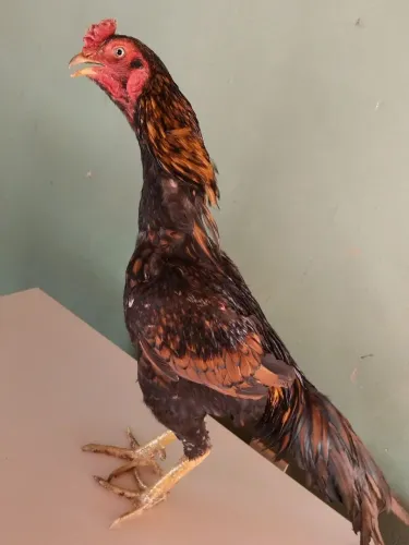Vende-se frango Indio