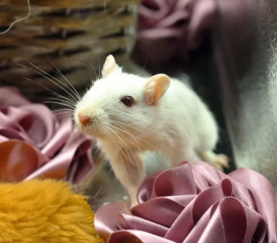 Gerbil/ esquilo da mongolia hamster porquinho da índia 