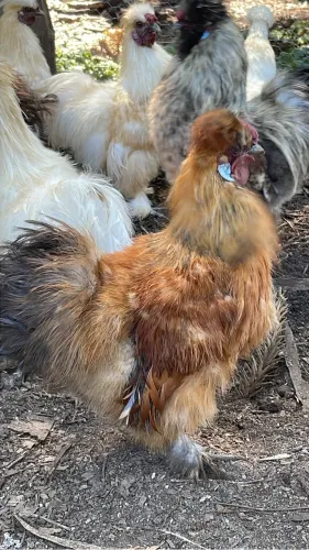 Ovos Sedosa do Japão 