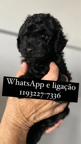 Poodle Toy vendas entrega hj 