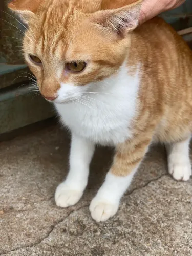 Gato pra adoção responsável 