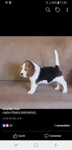 Beagle tricolor 