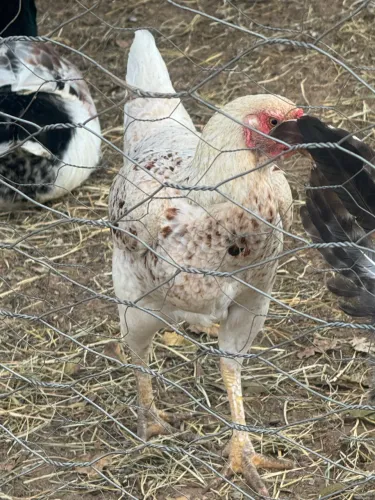 Vendo frango e galinha caipira