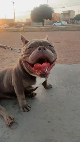 American bully pocket 