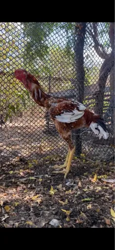 Vendo frango índio gigante 