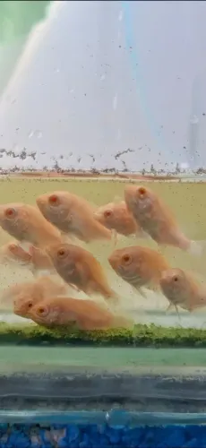 Venda de Alevinos de Peixe Oscars Olhos vermelho Padrão AAA