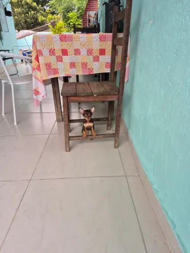 Pinscher 0.1 macho 