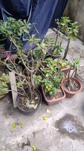 Rosas do deserto vários tamanhos e preços 