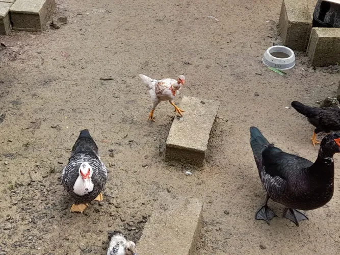 Pintinhos Frangas Patos Galo