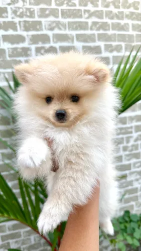 Spitz alemão anão filhote macho ( Lulu da pomerania)