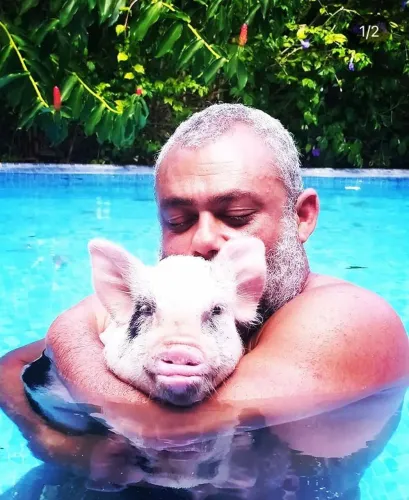 Mini Pig (Mini Porco)